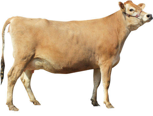 遺伝子組換え混入防止管理済みのエサで育てられたジャージー牛