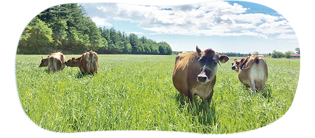 健康で良質な牛乳を生産する、髙田牧場のこだわりの給餌ジャージー牛